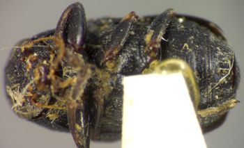Media type: image;   Entomology 8405 Aspect: habitus ventral view